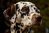 Dalmatiner Dalmatiner - © CC0 - Pixabay - skeeze