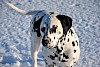 Dalmatiner Dalmatiner im Schnee - © CC0 - Pixabay - aljonushka