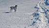 Dalmatiner Dalmatiner im Schnee - © CC0 - Pixabay - aljonushka