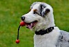 Spiel mit Artgenossen Hund mit Spielzeug im Maul - © CC0 - Pixabay - Alexas_Fotos
