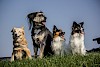 Das Spiel in Gruppen Vier Hunde sitzen nebeneinander auf einer Wiese, alle mit herausragender Zunge - © CC0 - Pixabay - JenniGut
