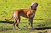 Gute Betreuung Hund an der Leine auf Wiese, eine Vorderpfote angehoben - © CC0 - Pixabay - MabelAmber
