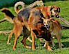 Kampf oder nur Spiel Drei Hunde auf Wiese - © CC0 - Pixabay - Alexas_Fotos