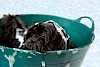 Baden muss sein Eingeseifter schwarzer Hund - © CC0 - Pixabay - AmandaCullingford