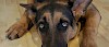 Alles gut! Ängstlicher Blick eines Hundes - © CC0 - Pixabay - Brett_Hondow