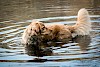 Ab ins kühlende Nass Hund badet in See - © CC0 - Pixabay - Didgeman