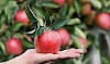 Superfood für Hunde Roter Apfel mit Blättern gehalten auf flacher Hand - © CC0 - Pixabay - pixel2013