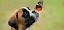 Na, wer bist denn du? Süßer Hundewelpen mit Schmetterling auf der Nase - © stock.adobe.com / K.-U. Häßler / 50403294