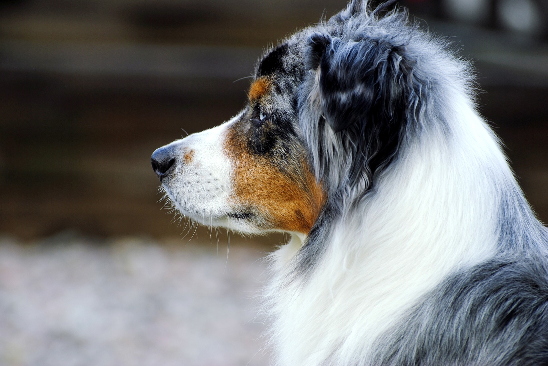 Australian Shepherd Familienhund mit Ansprüchen