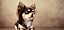 liegender Langhaar-Chihuahua - © Jana Behr / stock.adobe.com / #123313433