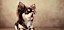 Ein kleiner Chihuahua liegender Langhaar-Chihuahua - © Jana Behr / stock.adobe.com / #123313433