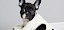 Französische Bulldogge in einem Korb - © eszterheltai / stock.adobe.com / #157506614