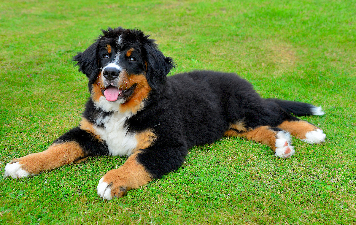 Berner Sennenhund Benötigt viel Aufmerksamkeit