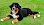 Berner Sennenhund Welpe liegt auf einer Wiese - © sonne_fleckl / stock.adobe.com / #169960468