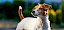 Jack Russell Terrier - © Alex Tihonov / stock.adobe.com / #73733937
