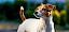 Schönes Foto eines Jack Russell Jack Russell Terrier - © Alex Tihonov / stock.adobe.com / #73733937