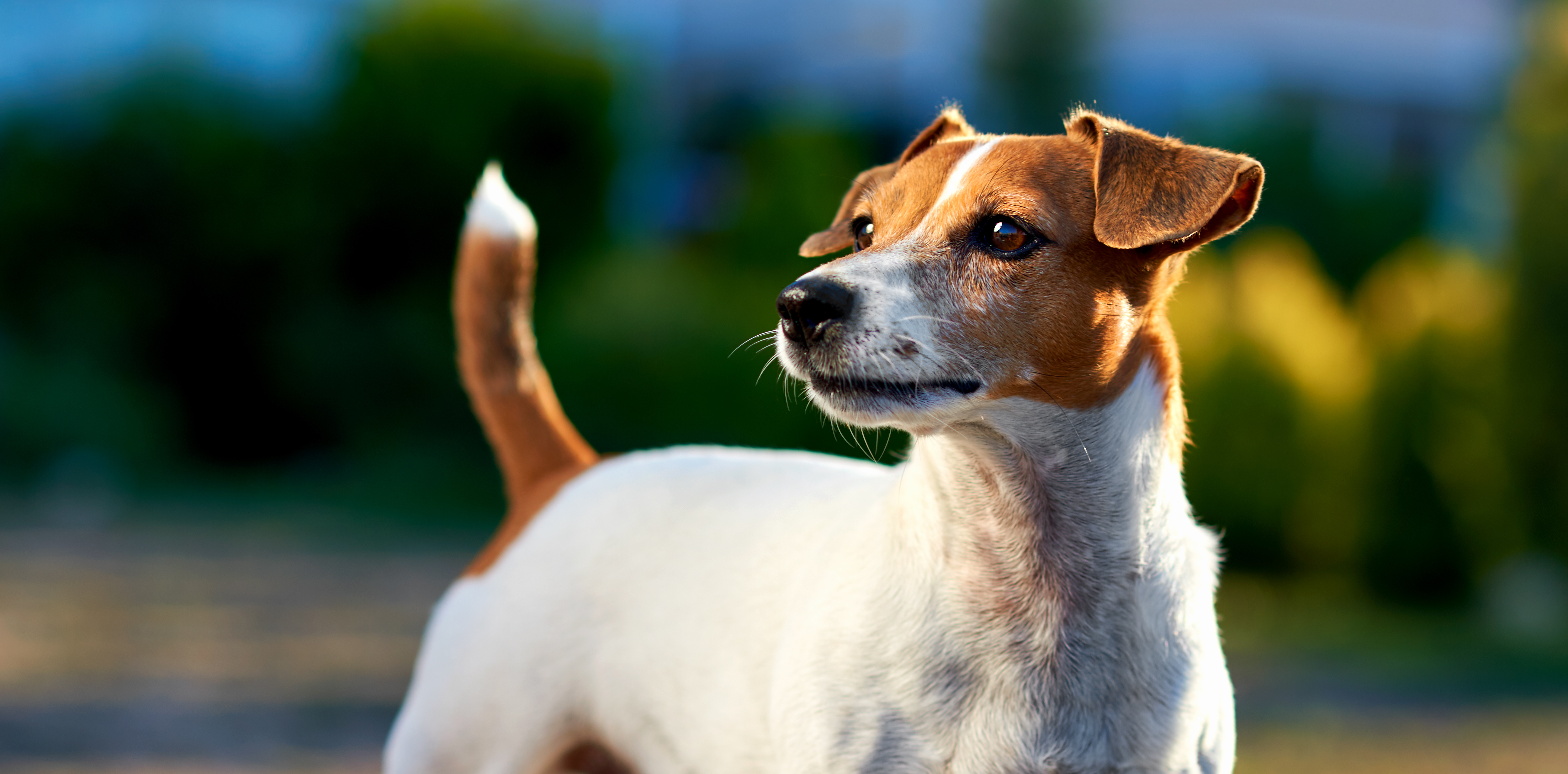Jack Russel Terrier - Unerschrocken und ausdauernd