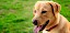 Labrador Retriever mit herausgestreckter Zunge - © marinv / stock.adobe.com / #63491320