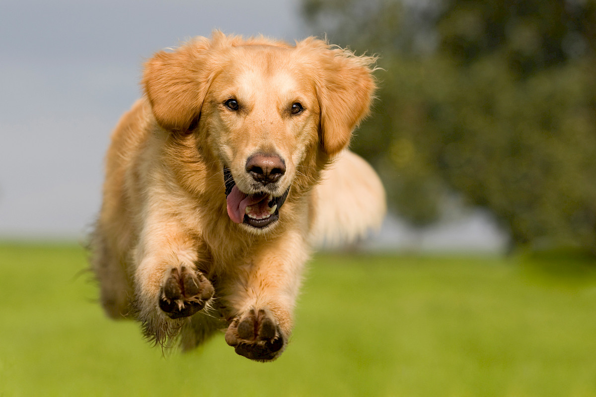 Golden Retriever - GolDen Retriever 115503440.1200x0