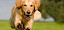 Da geht es dahin Golden Retriever springt über Wiese - © Photo-SD / stock.adobe.com / #115503440