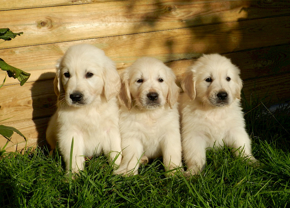 Golden Retriever - GolDen Retriever 1.960x0