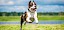 Amerikanischer Staffordshire Terrier tollt auf Wiese herum - © Grigorita Ko / stock.adobe.com / #68489625