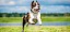 Und Sprung! Amerikanischer Staffordshire Terrier tollt auf Wiese herum - © Grigorita Ko / stock.adobe.com / #68489625