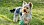 Yorkshire Terrier mit grünem Ball auf Wiese - © artush / stock.adobe.com / #63269053