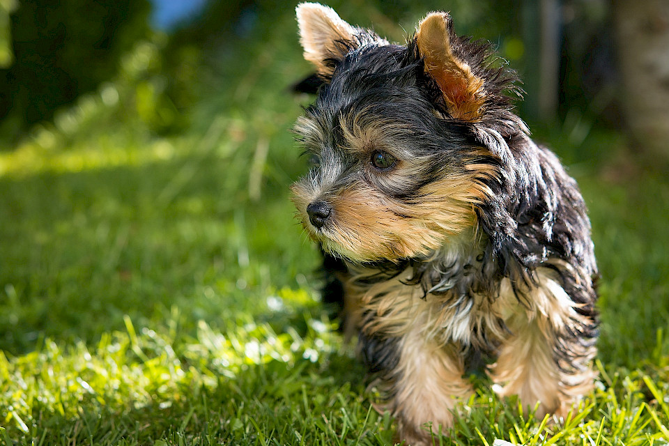 Yorkshire Terrier Fröhlicher Begleiter mit Übermut