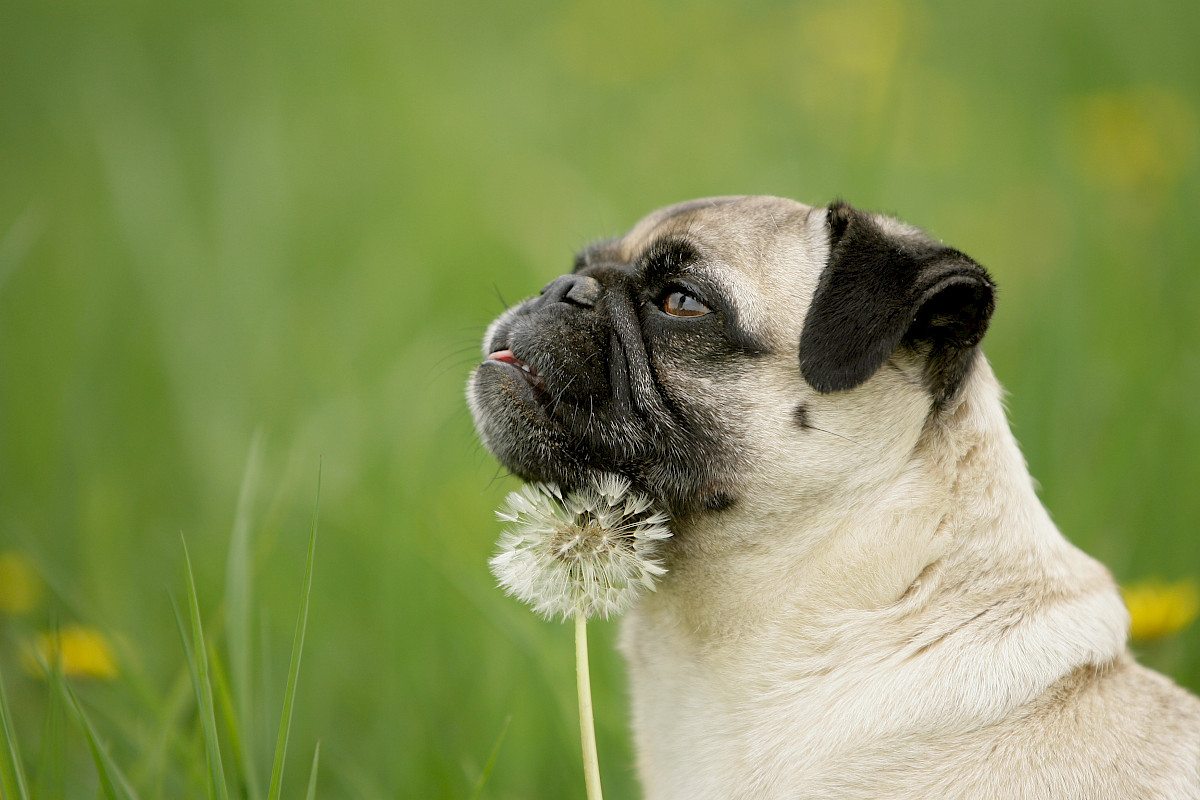 Der Mops Sanftmütiger Kulthund seit Jahrtausenden