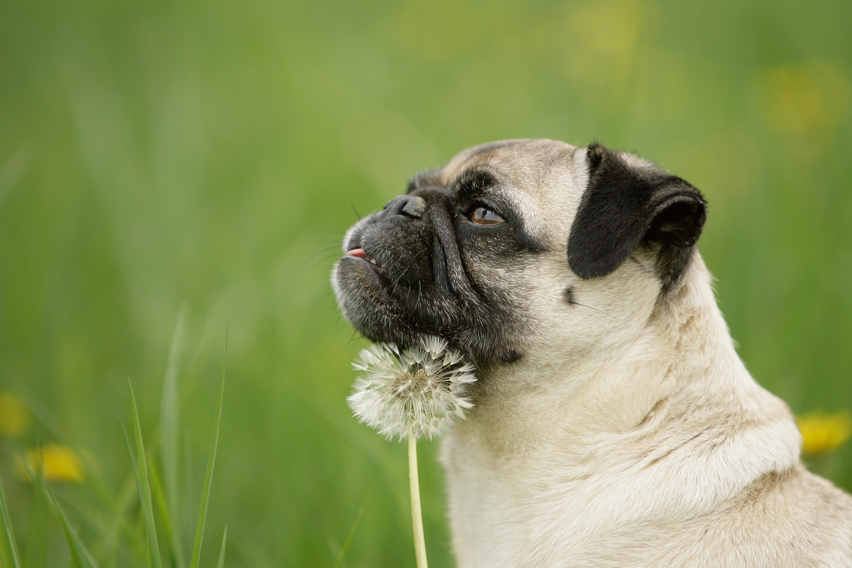 Der Mops Sanftmütiger Kulthund seit Jahrtausenden