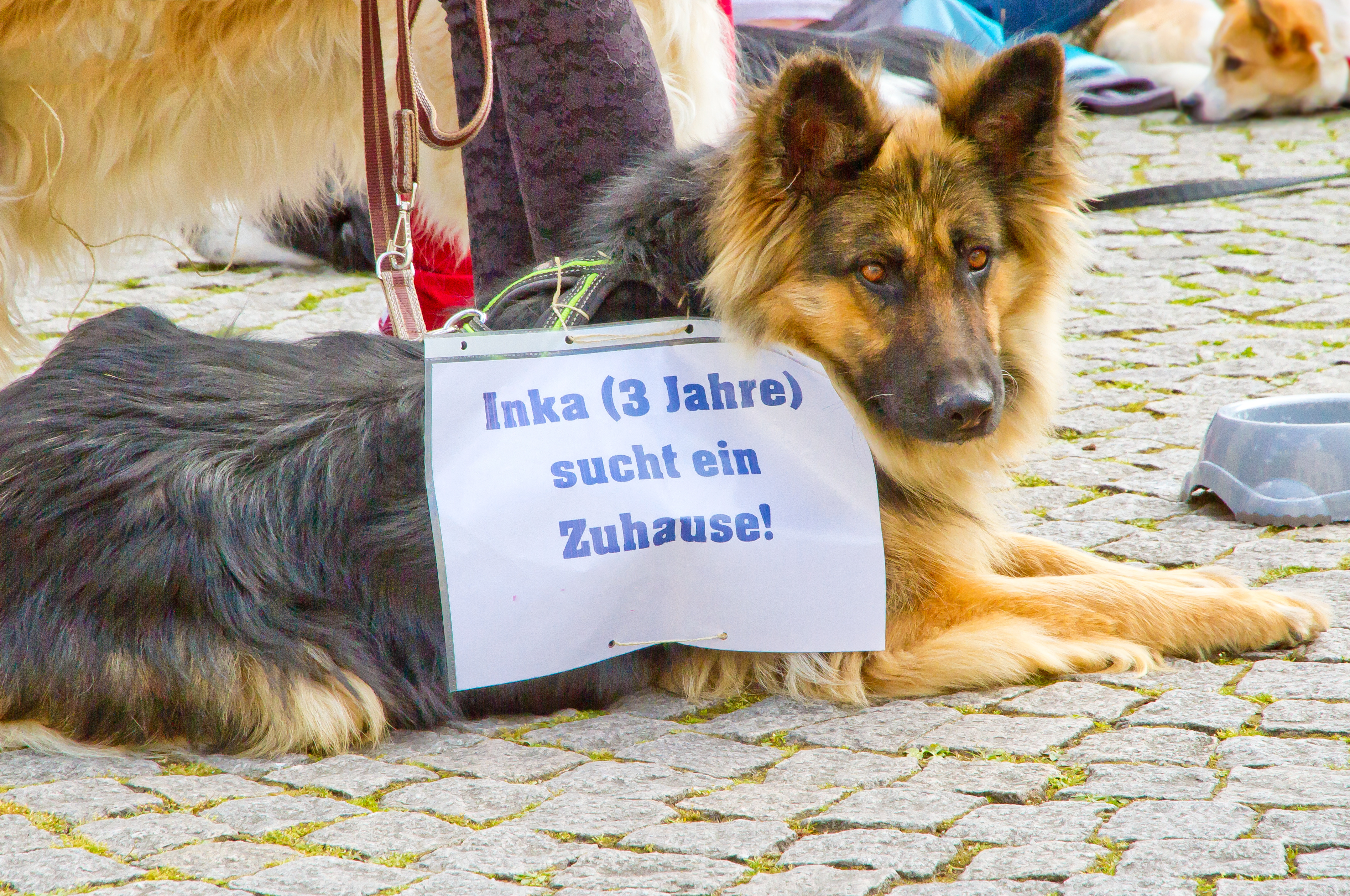 Checkliste Anschaffung eines Hundes An was denken?