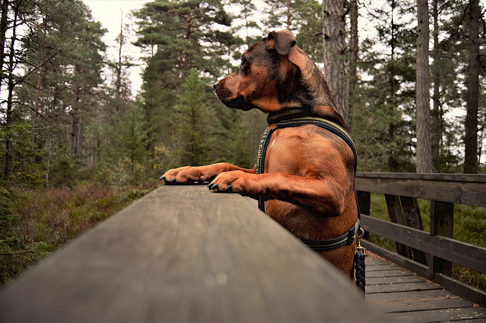 Checkliste Anschaffung eines Hundes An was denken?