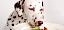 Dalmatiner skeptisch vor Teller mit Hundefutter - © stock.adobe.com / Sabimm / 13923226