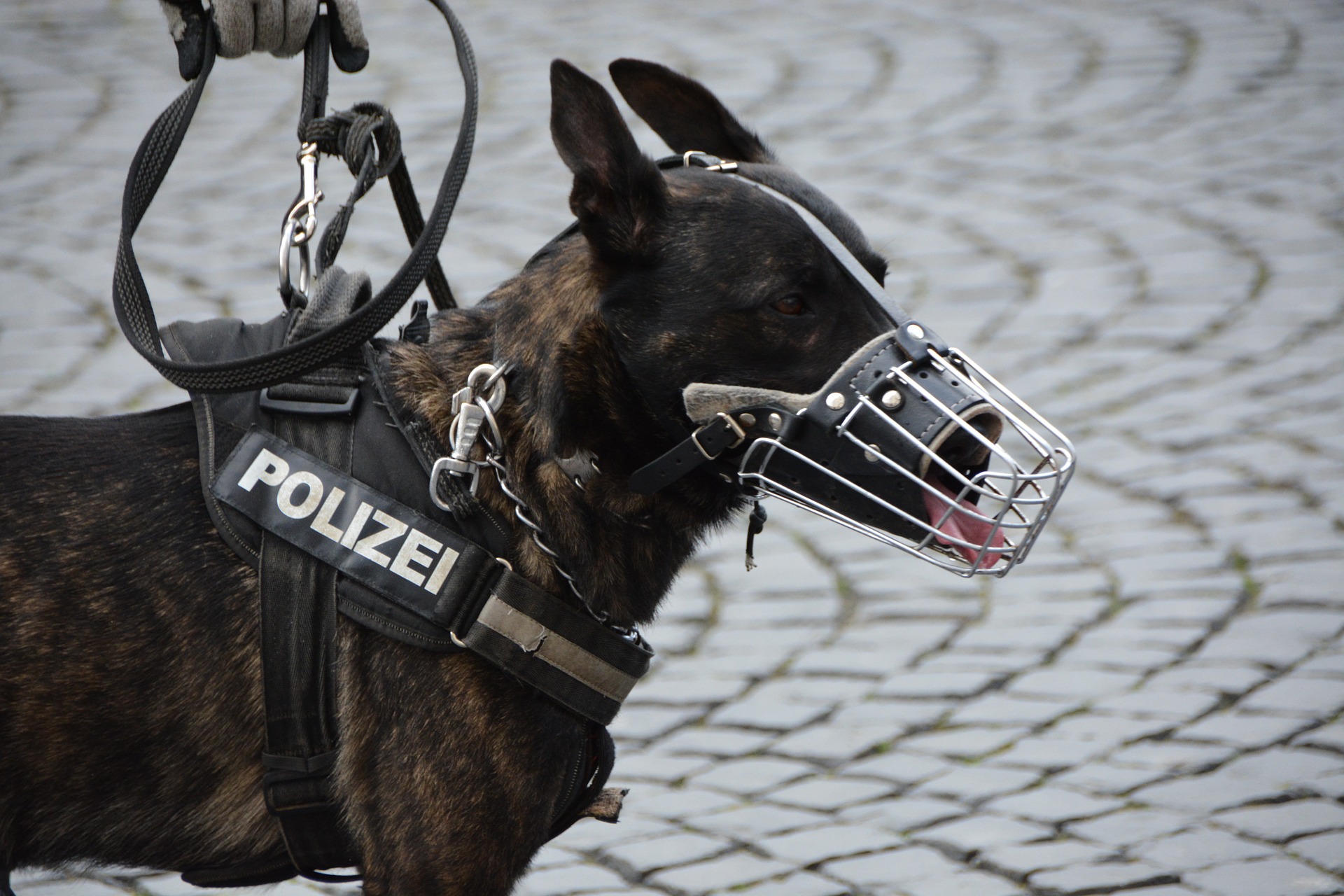 Der richtige Maulkorb / Beißkorb für deinen Hund Ein Ratgeber