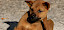 Wissenswertes über Flohmittel für Hunde Hund kratzt sich - © Peggy_Marco - pixabay