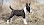 Mini Bull Terrier Welpe - © stock.adobe.com / Petra Eckerl / #80811633