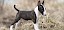 Mini Bull Terrier Welpe Mini Bull Terrier Welpe - © stock.adobe.com / Petra Eckerl / #80811633