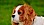 Cavalier King Charles Spaniel - Kopf - grüner Hintergrund - © CC0 - Pixabay - Alexas_Fotos