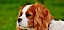 Cavalier King Charles Spaniel - Kopf - grüner Hintergrund - © CC0 - Pixabay - Alexas_Fotos