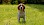 Beagle von vorne auf einer Wiese - © CC0 - Pixabay - grz3s
