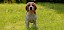 Beagle von vorne auf einer Wiese - © CC0 - Pixabay - grz3s