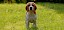 Und jetzt? Spiel mit mir! Beagle von vorne auf einer Wiese - © CC0 - Pixabay - grz3s