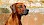 Rhodesian Ridgeback - © CC0 - Pixabay - 1195798