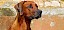 Rhodesian Ridgeback - © CC0 - Pixabay - 1195798