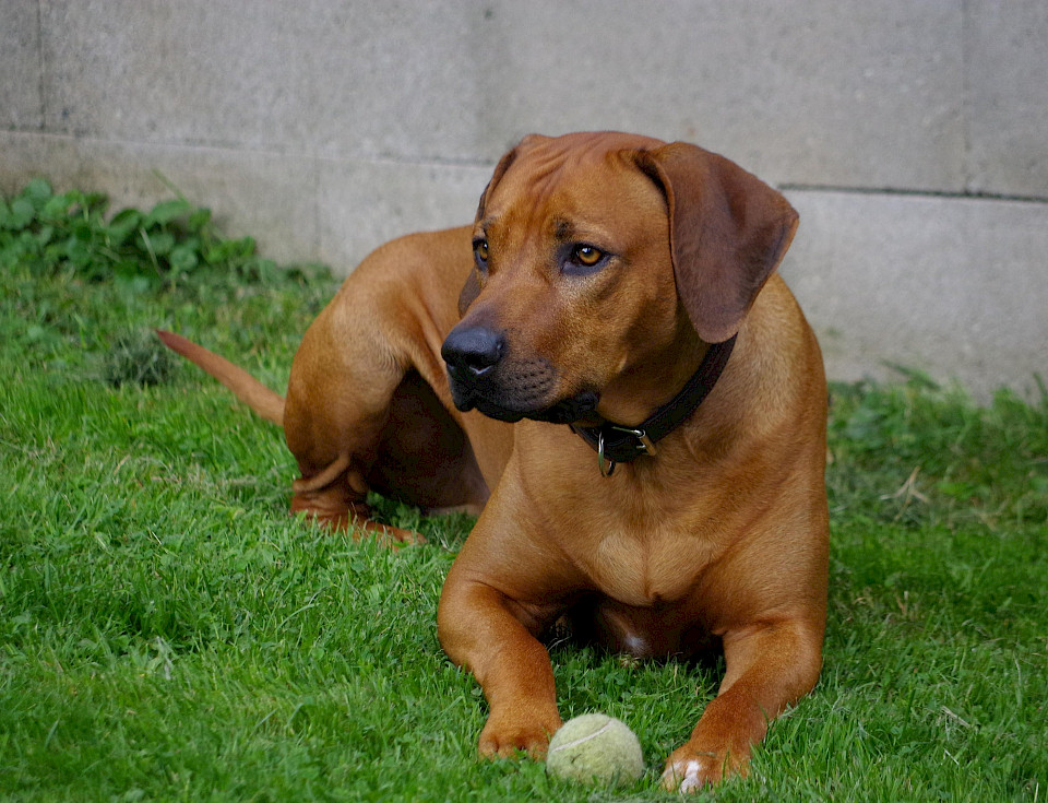 Rhodesian Ridgeback treuer Begleiter für die ganze Familie
