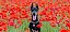 Wer ist hier der Farbklecks? Dobermann sitzt in einem Mohn-Feld - © CC0 - Pixabay - YamaBSM