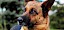 Deutscher Schäferhund in Nahaufnahme - © CC0 - Pixabay - Katrina_S