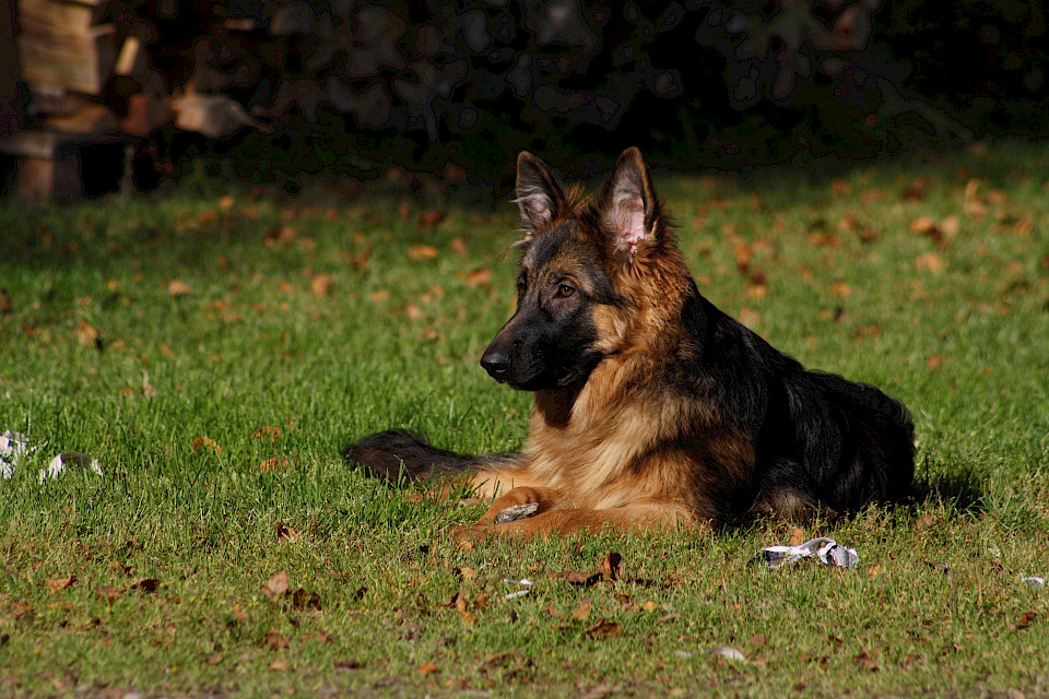 Deutscher Schäferhund Lieblingshund der Deutschen