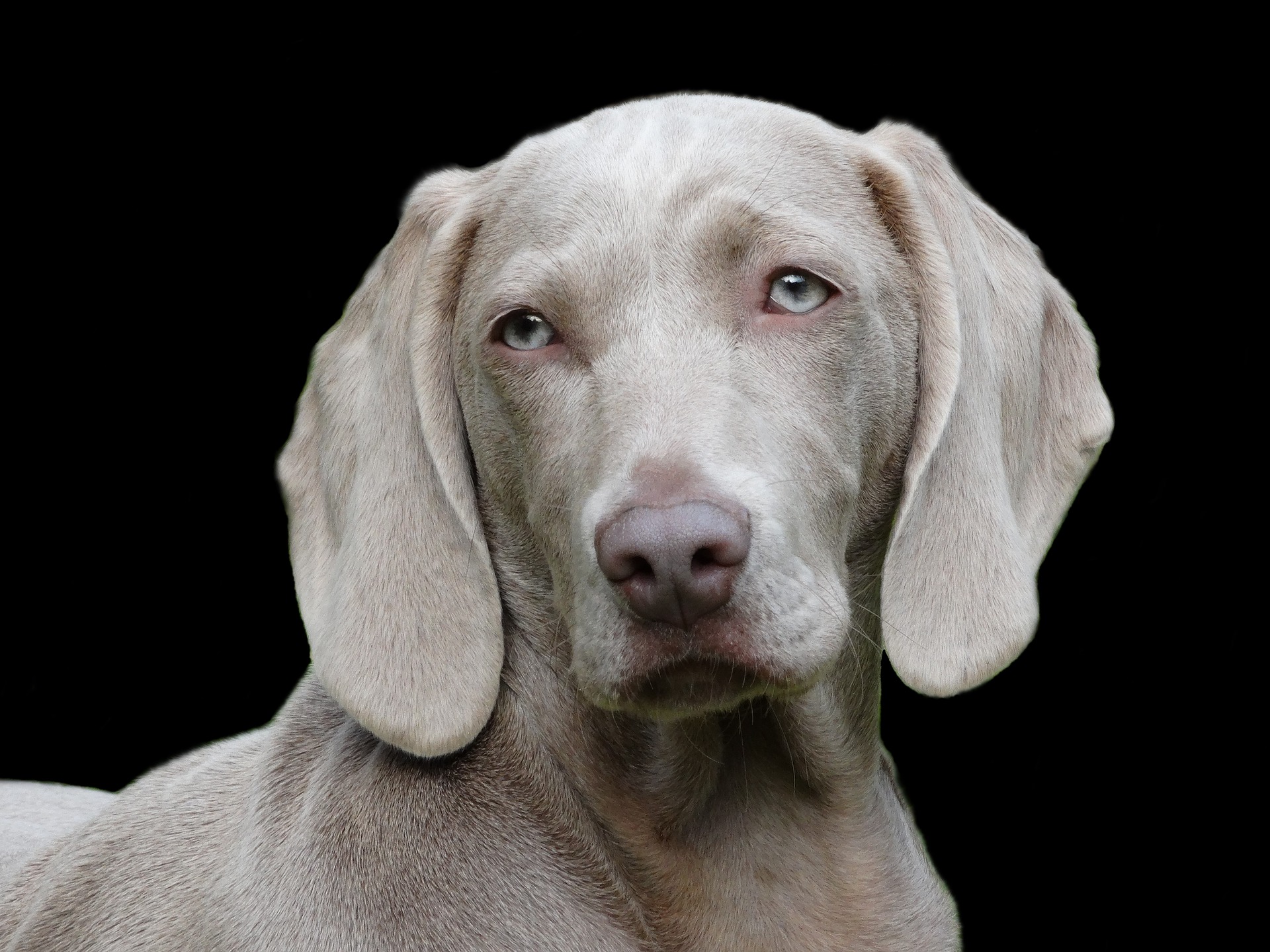 Der Weimaraner Intelligent, gutaussehend, liebenswürdig